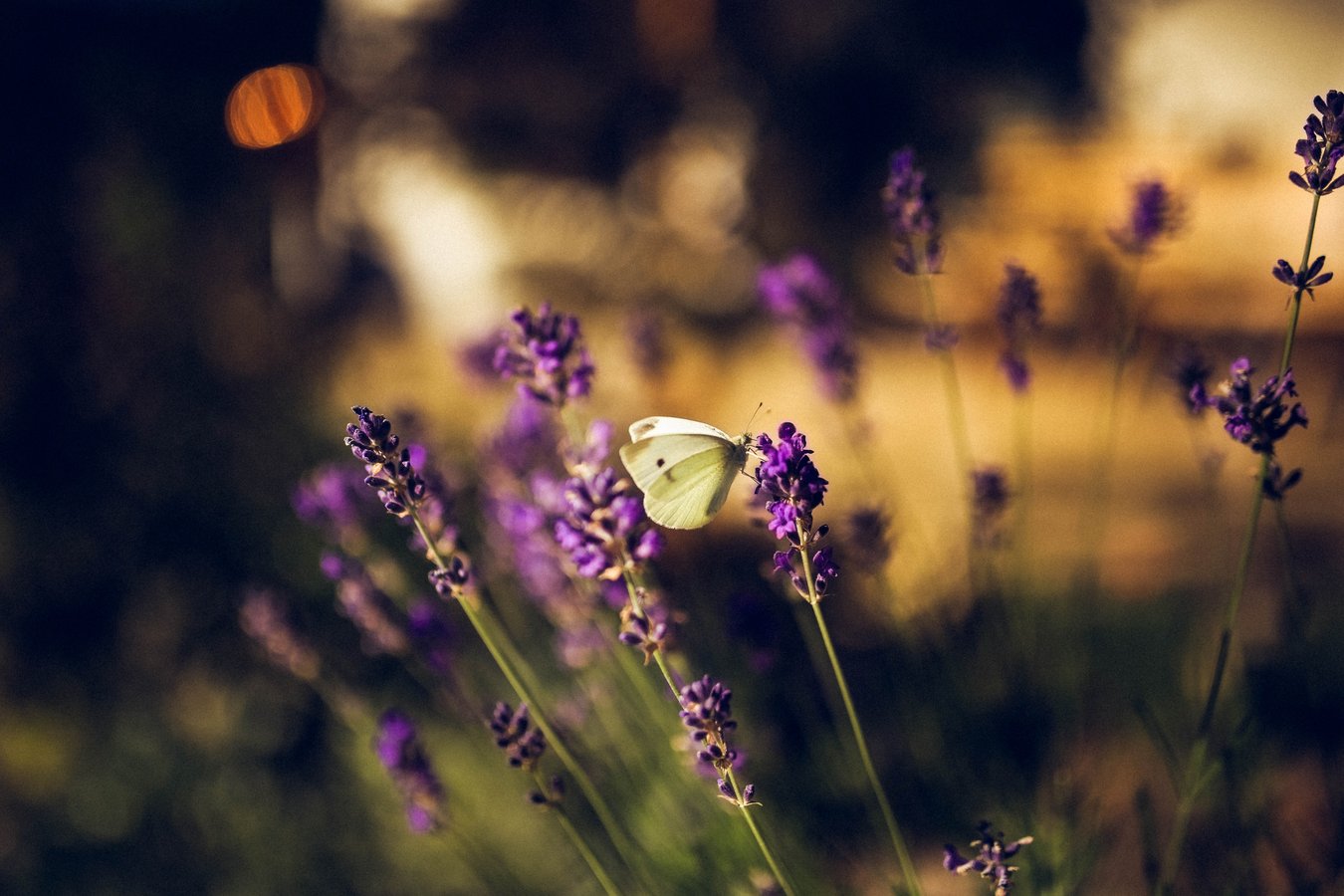 Маленькая белая бабочка сидела на цветках лаванды на закате.